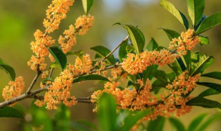 桂花品种最香排名 桂花品种最香排名前十名