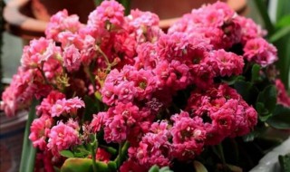 秋天长寿花能晒太阳吗（秋天长寿花能晒太阳吗怎么晒）