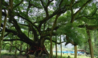 榕树的特点和特征(榕树的四个特点)