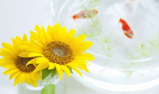 向日葵加香槟玫瑰花束寓意(向日葵加香槟玫瑰花束寓意图片)