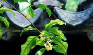 冠中秋是什么花 中秋绽放的花是