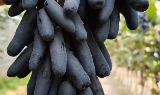 黑长葡萄叫什么名字（黑长葡萄叫什么名字呢）