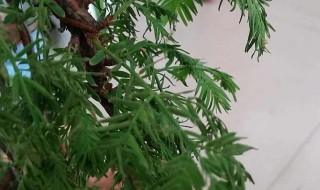 水杉盆景枯萎了怎么办 水杉盆景蔫了怎么补救