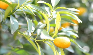 金桔树剪枝的最佳时间（金桔树应该在什么时候剪枝）