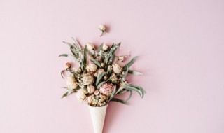 月季花的扦插方法和时间(月季扦插七大禁忌)