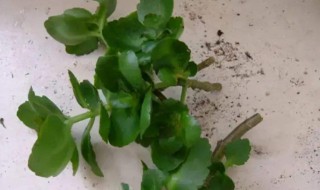 剪下来长寿花叶片如何扦插（剪下来长寿花叶片如何扦插呢）