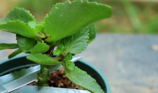 如何养护长寿花老树桩越养越旺盛(长寿花老树桩图片)