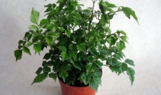 幸福树夏季养护如何避免黄叶落叶 幸福树夏季养护如何避免黄叶落叶呢