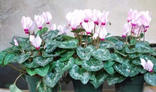 仙客来夏天如何养不断长出新叶片（仙客来夏天如何养不断长出新叶片呢）