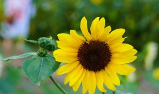 向日葵为什么砍了以后插在上面 向日葵为什么砍了以后插在上面呢