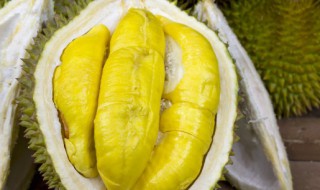 榴莲种小盆景会结果吗（榴莲种小盆景会结果吗视频）