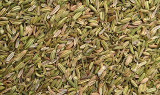 茴香籽的最佳食用方法（小茴香籽烧什么菜的时候放）