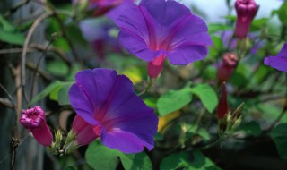 矮牵牛花种子怎么催芽（矮牵牛花种子怎么种）