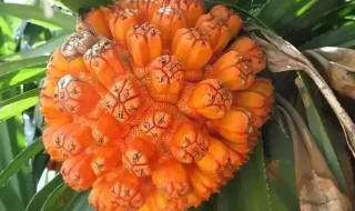 假菠萝的正确吃法(野生菠萝可以治疗什么病)