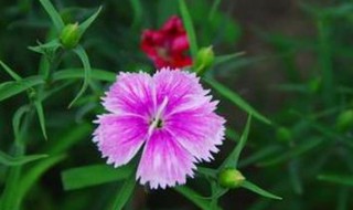 五彩石竹种子怎么种（五彩石竹种子怎么种才能发芽）