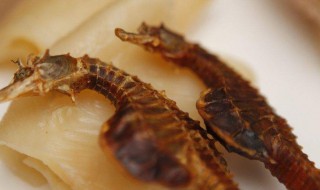 新鲜海马的吃法技巧教程 新鲜海马怎么吃效果最好