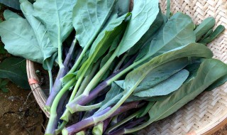 白露种植什么蔬菜室外（白露种植什么蔬菜最好）