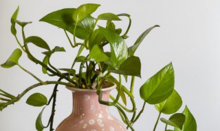 房间绿萝长得好说明甲醛少吗（房间绿萝长得好说明甲醛少吗为什么）