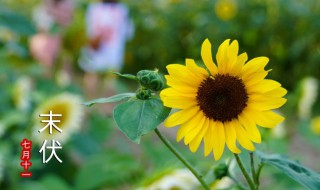 向日葵妈妈怎么传播种子 向日葵妈妈怎么传播种子用四句话