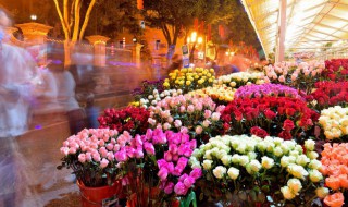 牡丹枝条干枯了根还能发芽吗（牡丹枝干了根还会再发芽吗）