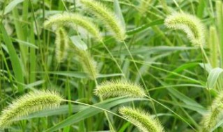 狗尾草的生活环境 松树生活环境