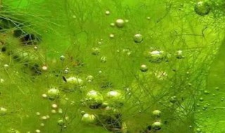 刚毛藻怎么彻底处理（刚毛藻处理方法）