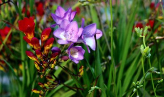 香雪兰一盆栽几个种球 香雪兰一盆种几颗种子