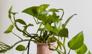 过期牛奶如何浇灌绿萝叶片油绿 过期牛奶如何浇灌绿萝叶片油绿绿的