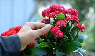 成熟的长寿花如何养花芽分化的更快（长寿花如何长成树）