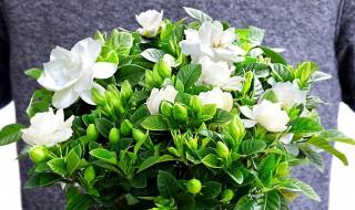 如何养殖栀子花让它开花似雪（咋样养栀子花）