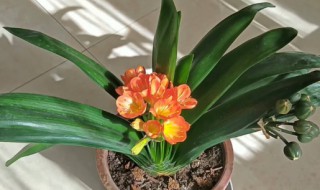 君子兰根腐如何预防容易生长（君子兰腐根解决方法）