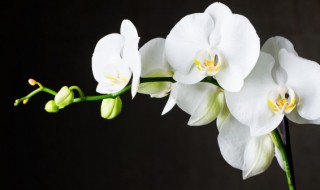 如何养出观赏性极高的君子兰 实用!为你介绍养护君子兰的技巧