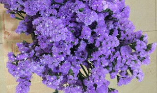 勿忘我怎么做干花（勿忘我怎么做干花图片）