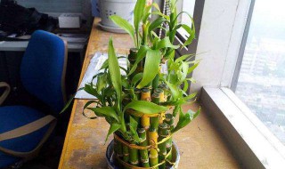 富贵竹怎么剪枝再水养 富贵竹根部修剪方法图解