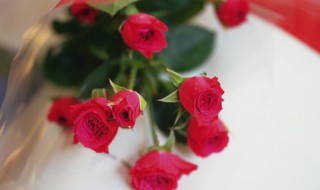 修剪半月的月季如何养护疯长（修剪半月的月季如何养护疯长叶子）