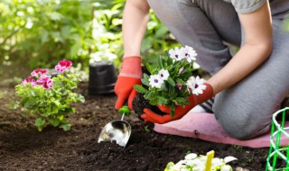 夏季养护长寿花如何避免根腐 夏季养护长寿花如何避免根腐病害