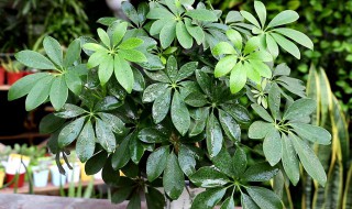 鸭掌木如何修剪打顶挤满小侧芽 鸭掌木怎么打顶发侧芽