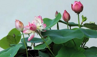 家里养碗莲风水禁忌（家里千万不能养的6种花）