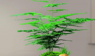 春季文竹如何正确的打顶 文竹打顶还会往上长吗