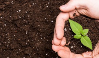 核桃青皮可以做肥料吗(核桃青皮怎样发酵做肥料)