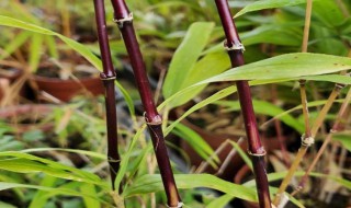 家里养紫竹的禁忌（门口种竹子风水十大禁忌）