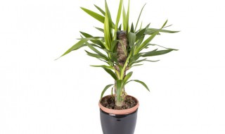 富贵竹怎么养护越养越旺盛（富贵竹怎么养护越养越旺盛视频）