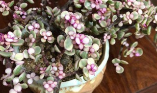 雅乐之舞浇水的正确方法和注意事项(雅乐之舞的浇水方式)