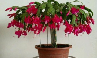 嫁接的蟹爪兰如何养护株型饱满 嫁接的蟹爪兰怎么能快速爆盆
