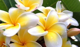 鸡蛋花北方如何养护生长旺盛不掉苞 鸡蛋花北方如何养护生长旺盛不掉苞子