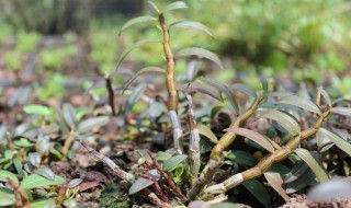 如何挑选铁皮石斛（如何挑选铁皮石斛磨成粉）