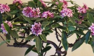 金边瑞香怎么修剪方法(金边瑞香怎么修剪方法图解)