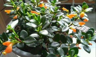 金鱼吊兰浇水的正确方法 金鱼吊兰浇水的正确方法视频