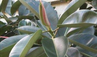 橡皮树促分枝都有哪些方法 橡皮树怎么让它分叉