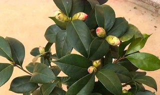 想让茶花开花多都有哪些养护方法（如何让茶花开的更艳更长久）